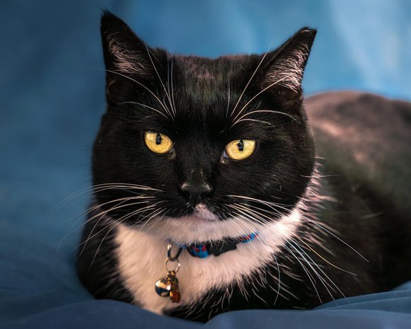 How Do UK Technology Startups Impact the Global Market?