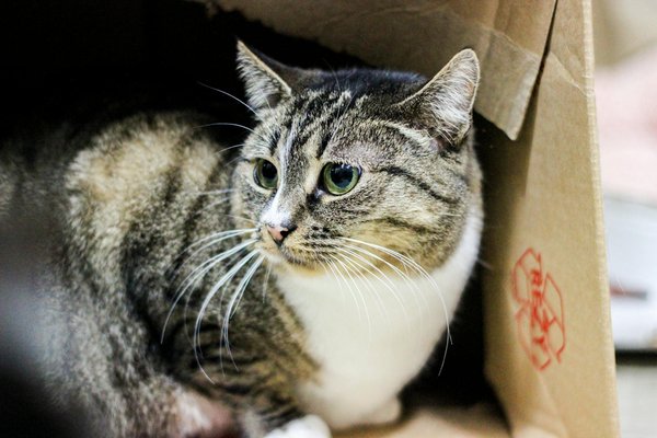 What are some classic British dessert recipes to try at home?